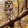 Owl On a Branch