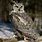 Owl Sitting On Branch