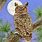 Owl Tree Art