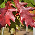 Oak with Red Leaves in Fall