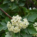 Oak Leaf Mountain Ash Tree