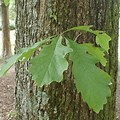 Oak Swamp White Quercus Bicolor Bark and Leaf