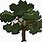 Oak Tree Clip Art Transparent