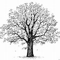 Oak Tree Line Art