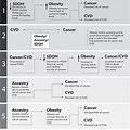 Obesity and Cancer Directed Acyclic Graph