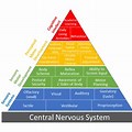 Occupational Therapist Pyramid of Learning