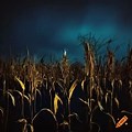 Ohio Flag Corn Field at Night