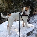 Old English Bulldog Harness