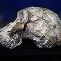 Oldest Skull Discovery