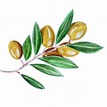 Olive Branch Symbol of Peace