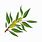 Olive Leaf Icon