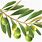 Olive Leaves Clip Art