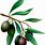 Olive Tree Branch Clip Art