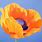 Orange Poppy Painting