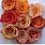 Orange Rose Varieties