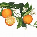 Orange Tree Leaf Drawing