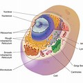 Organelle