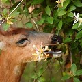 A Deer Eating Flower Garden