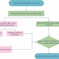 A Flow Chart On the Process of Photosynthesis