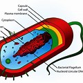 A Labelled Diagram of a Bacterial Cell