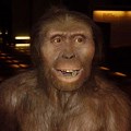 Australopithecus