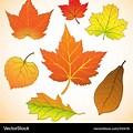 Autumn Fall Leaf Vector