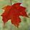 Autumn Maple Leaf