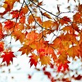 Autumn Maple Tree Branch