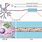 Axoplasma