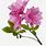 Azalea Flower PNG