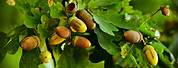 Acorn Nut Tree Pictures