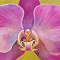 Acrylic Color Orchid Painting