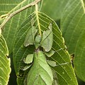 Adaptation Poster of a Leaf Insect