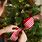 Adding Ribbon to Christmas Tree