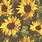 Aesthetic Sunflower Desktop Wallpaper Cute