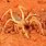 African Camel Spider