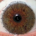 African American Iridology Chart