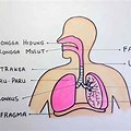 Alat Pernapasan Manusia Gambar Polos