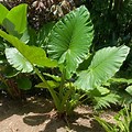 Alocasia Macrorrhiza Giant Taro