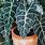 Alocasia Polly Plant