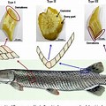 Alligator Gar Scale Structure