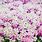 Alyssum Colors