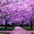 Amazing Nature 4K Wallpaper Blossom