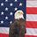 American Bald Eagle with American Flag