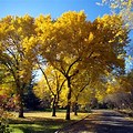 American Elm in Fall