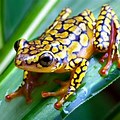 Amphibians HD Images