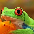 Amphibians Tree Frog