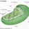 Anatomy of Chloroplast