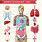 Anatomy of Human Body Organ Charts