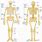 Anatomy of the Human Body Bones